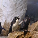 Marineland - Pingouins - 016